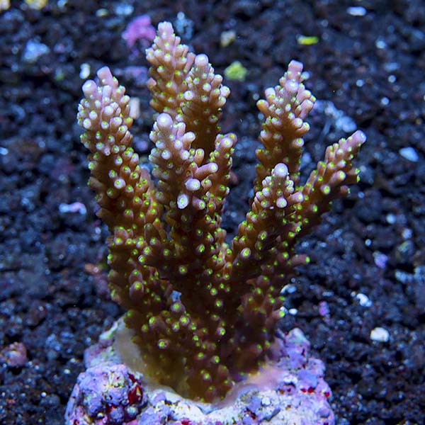 Acropora nana Acropora nana